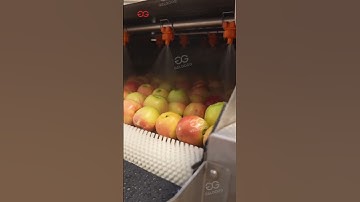 Automatic Apple Washing, Waxing & Grading Machine 🍎  Industrial Line for Exporters