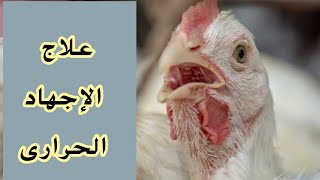 الإجهاد الحراري في الدواجن.اسباب الاحتباس الحراري في الفراخ  وعلاجه .  عالم_دواجن_المسيو