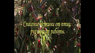 Защита черешни от птиц  Результат работы. 🍒🍒🍒👍👍👍