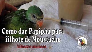 Como dar Papinha para Filhote de Periquito Moustache by Berçário das Aves 746 views 6 months ago 10 minutes, 31 seconds