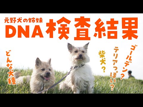 ポテとひだりのDNA検査の結果を発表します！【犬種】