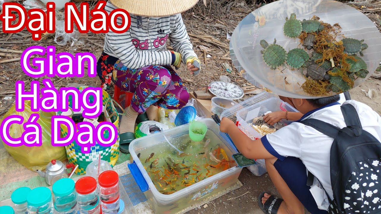 Đại Náo Gian Hàng Cá Dạo Quay Số Trúng Chuột Trúng Ba Ba Và Betta