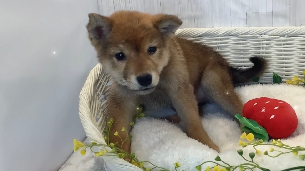 柴犬♂2602D0154 - YouTube