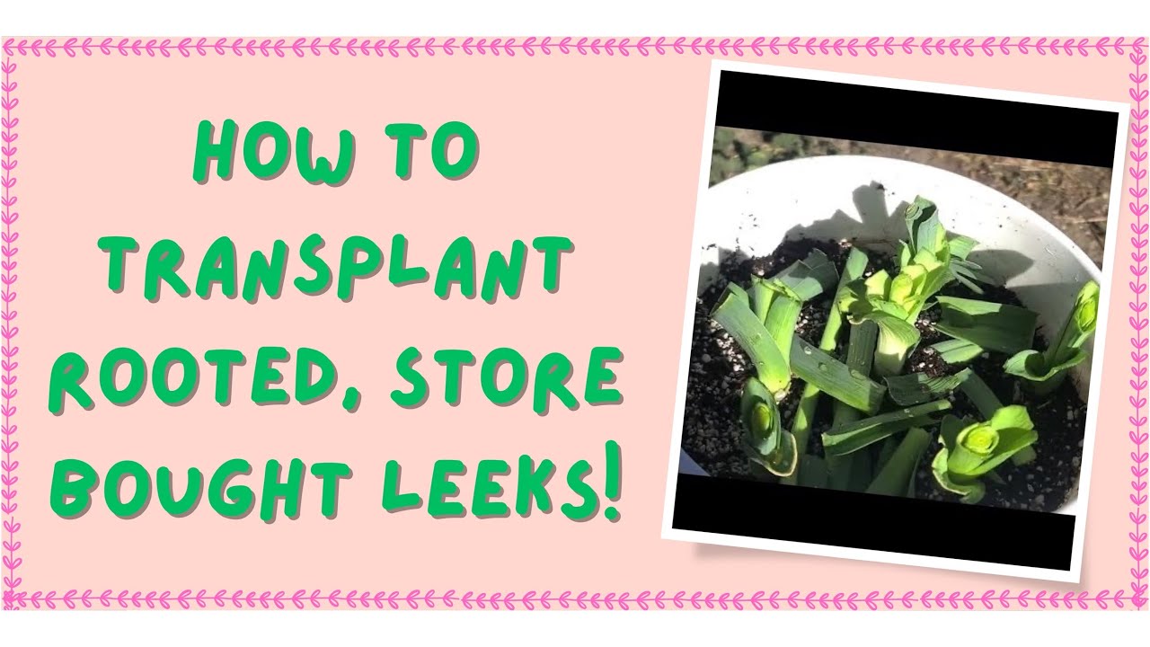 How To Transplant Rooted Store Bought Leeks Cilantro Fertilizer