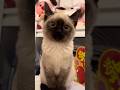 You are soooo cute, little cat💕💕 #cat #catvideos #cute #catshorts #kitten #funny #pets