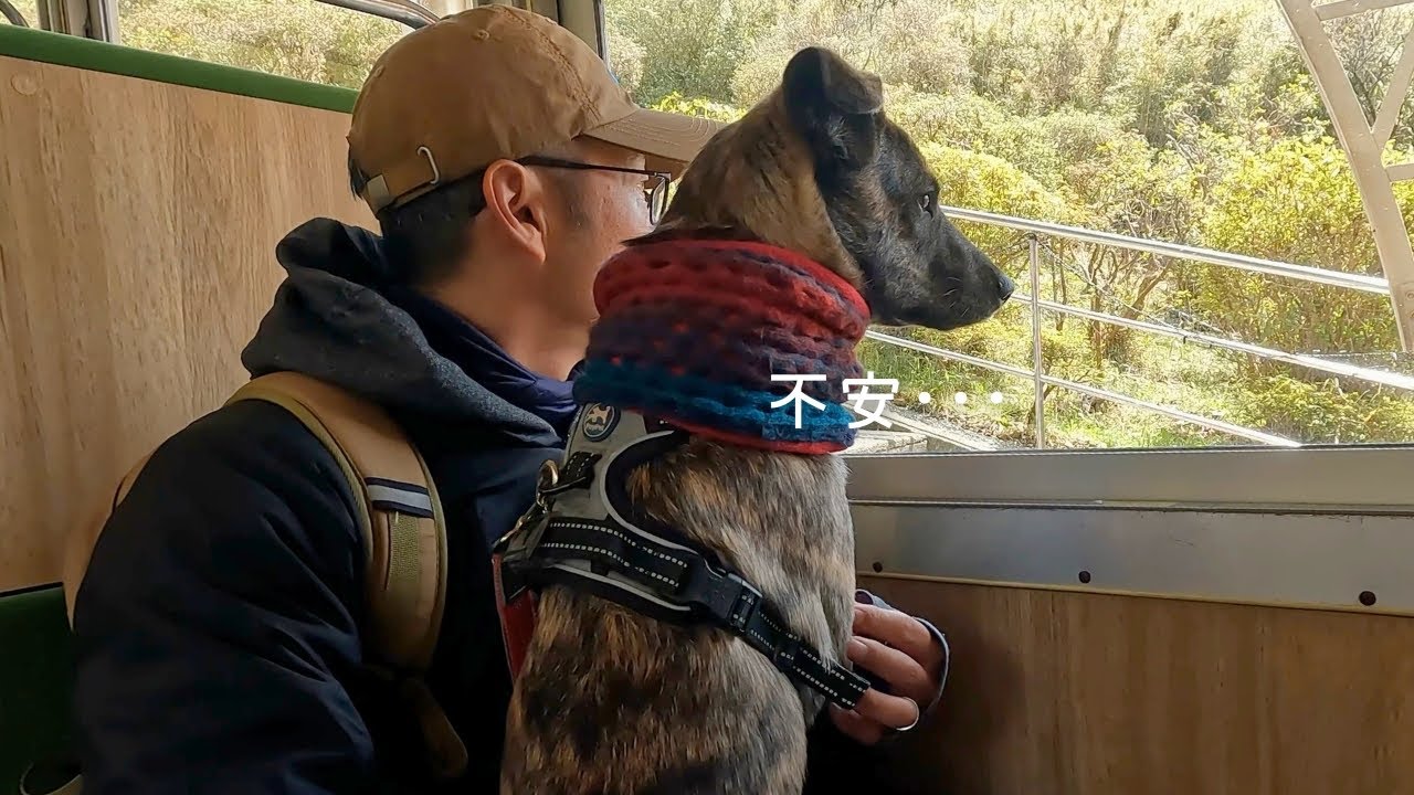 【日帰り旅行】犬と乗れるケーブルカーで行ける天空のドッグランへ行って来た･･･♪【保護犬】【野犬】