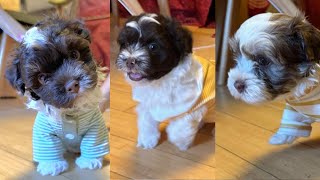Puppies Learn to Climb Stairs - Day 40- Puppies Journey