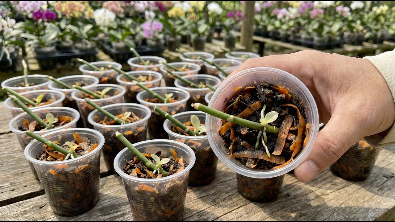 Just carrots! The orchid seedling suddenly took root and sprouted right on the branch.