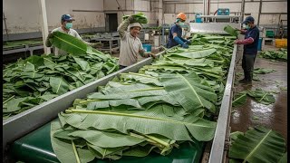 You’ve Never Seen Banana Leaves Processed Like This | Inside a Mega Factory