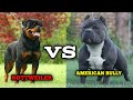 "Rottweiler vs American Bully: Battle of Breeds - Strength, Loyalty, and Temperament!"