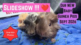 Gertie & Her 3 Guinea Pig Babies – Day 19 ❤️ | 60+ Adorable Photos!