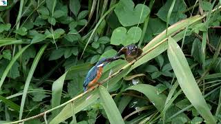3022#カワセミ#巣立ち#境川#Kingfisher#fledging#20180829-0830