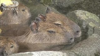 露天風呂でカピバラもほっこり　20日は「大寒」（13/01/21）