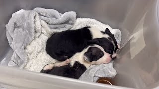 Springfield animal rescue, hospitals warn public about breeders