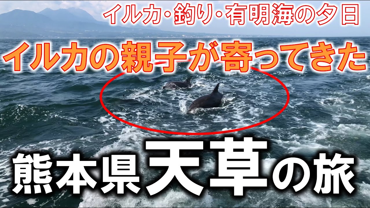 熊本県天草の旅 イルカの親子が寄ってきた イルカ 釣り 有明海の夕日 Youtube