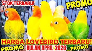 HARGA LOVEBIRD WARNA TERBARU PADA BULAN APRIL 2026