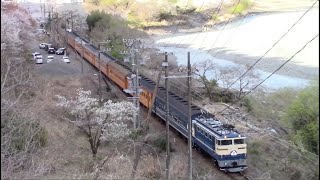 【2025年3月30日】大井川鐵道 SL&EL急行かわね路号【C10 8 さくらMH】【ED31 4 富士MH】