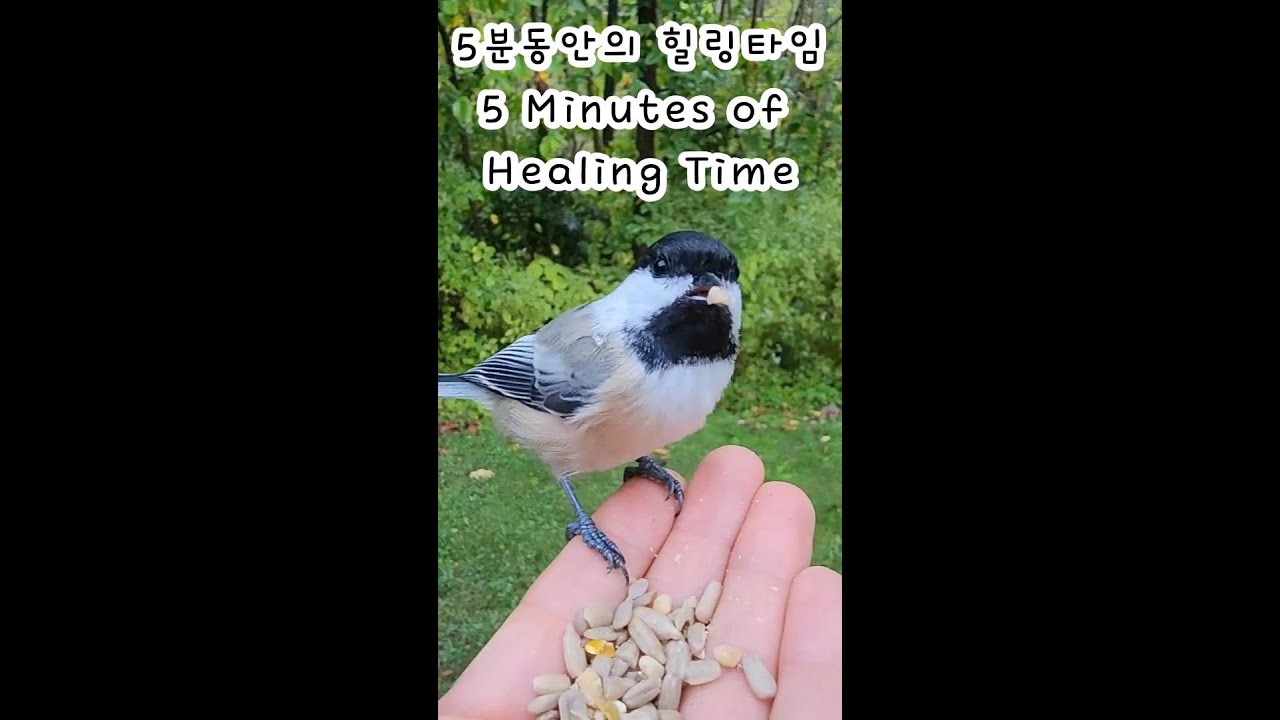 5분동안의 힐링타임