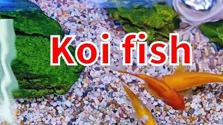 Highlight 15:15 – 20:16 from Aquarium relive