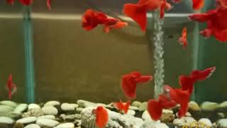 Ikan Guppy Cantik!! Albino Full Red (AFR)