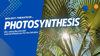 The Rate of Photosynthesis