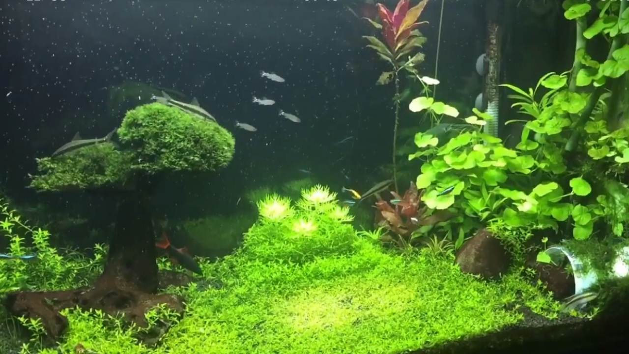 55 gallon freshwater aquarium, planted community tank