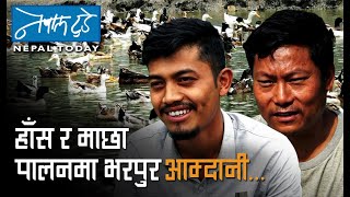 हाँस र माछा पालनमा भरपुर आम्दानी । NEPALTODAY [AGRICULTURE]