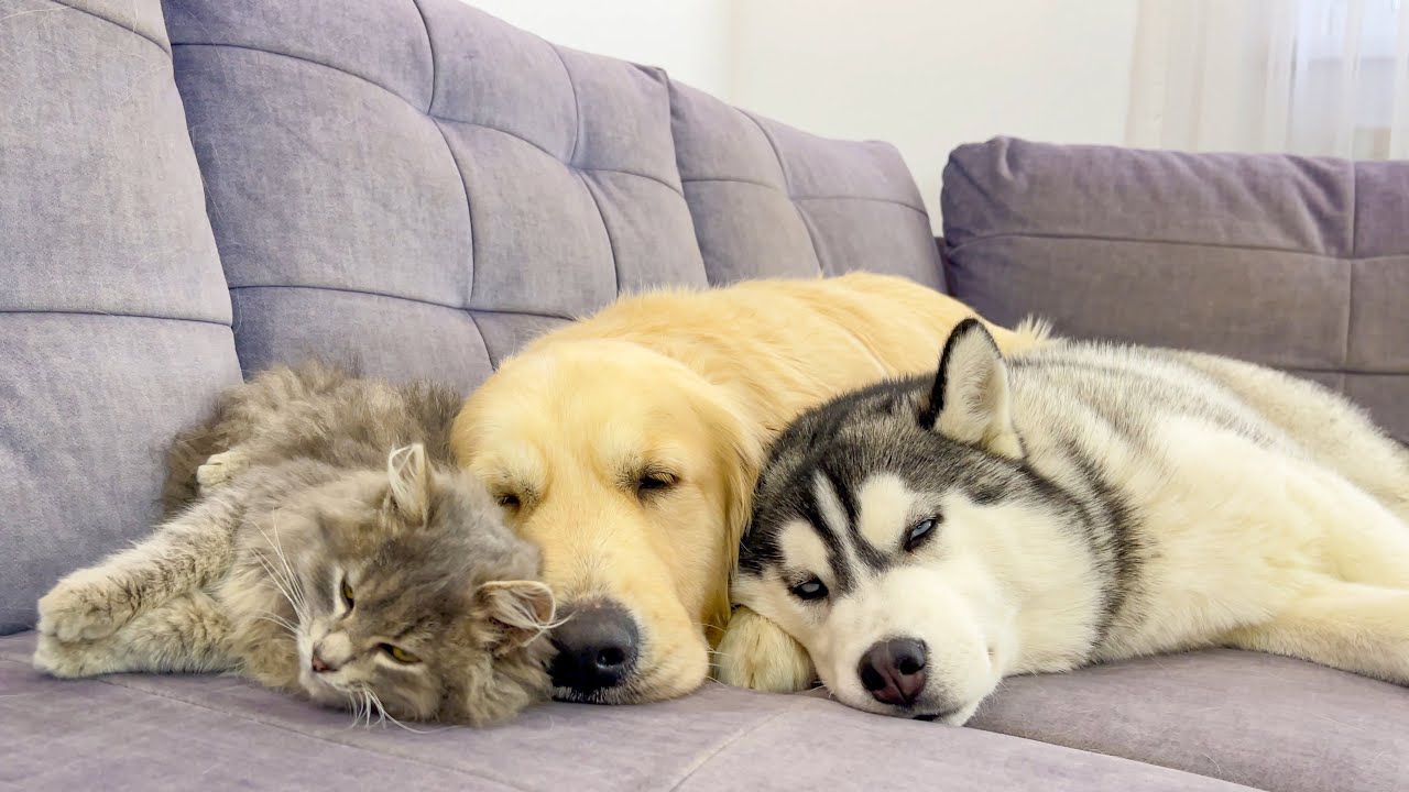 Adorable Cat Refuses To Sleep Without His Beloved Dogs [CUTEST VIDEO EVER]