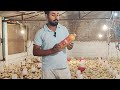 poultry farm day 09