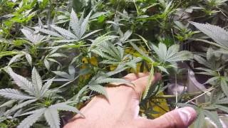 DWC GROW 🍁🌳 / foliar feeding with liquid Karma