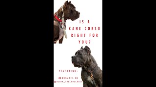Is a Cane Corso Right for You?