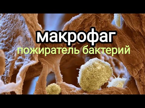 МАКРОФАГИ - ПОЖИРАТЕЛИ БАКТЕРИЙ! #вирусы #биология #наука
