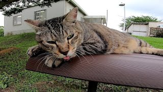 ベンチで伸びてるキジトラ猫
