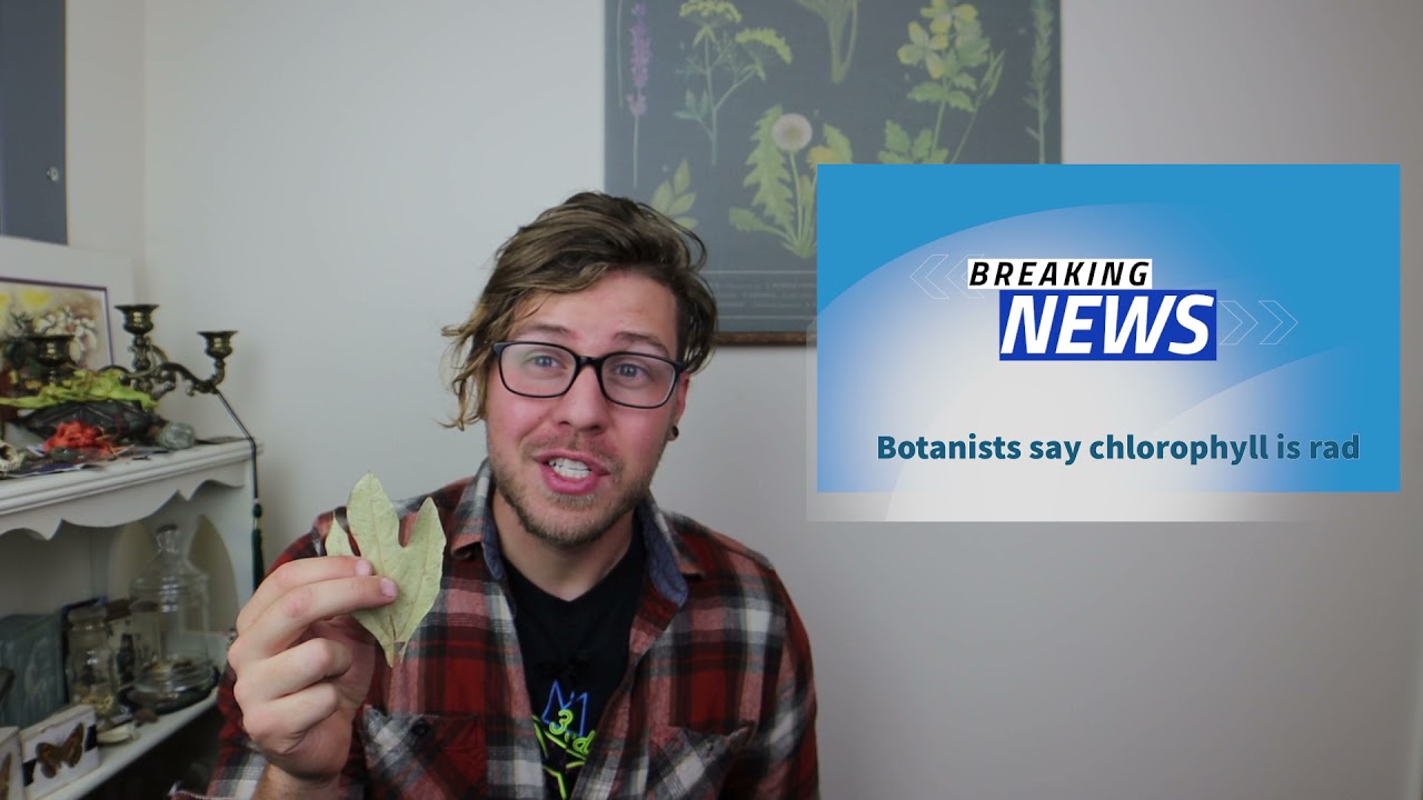 Nature Hotline: Deadly spiders, fall colors, and slimy friends