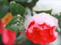 情炎/吉幾三  coverえれじぃ