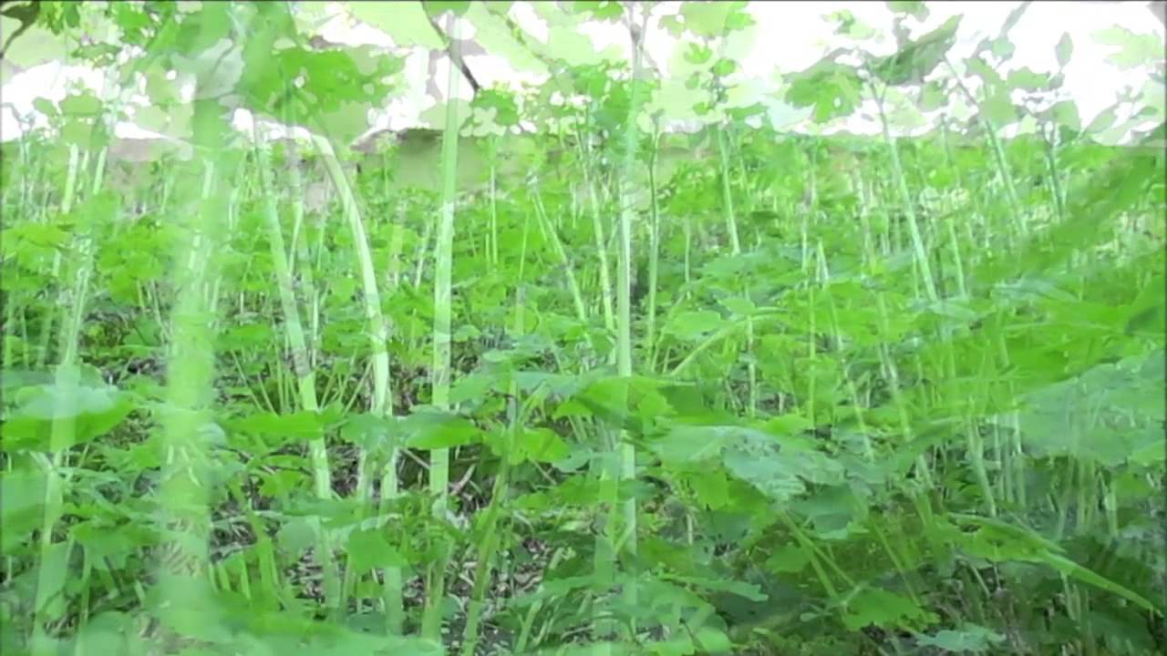 Чистотел большой (cheidonium majus L.). 0+100-