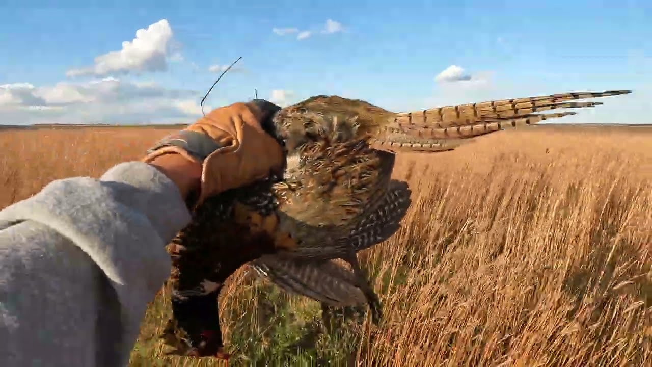 Дикие петухи в пшеничной траве — традиционный первокурсник SD 2025 (первый ЛИМИТ Нилы!)