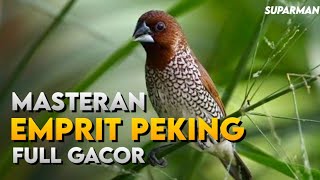 MASTERAN EMPRIT PEKING GACOR - PANCINGAN EMPRIT PEKING TROTOL