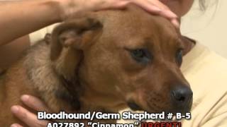 Final 2014_0616 AdoptAPet