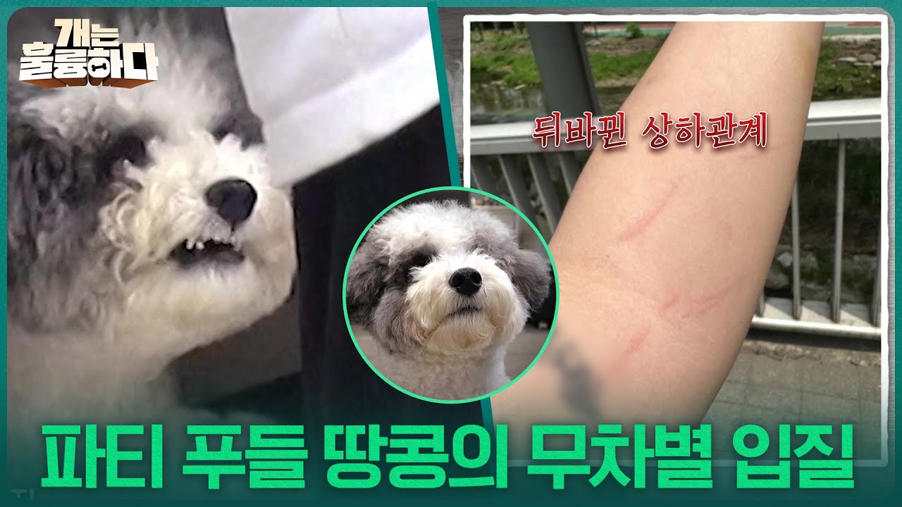 파티 푸들 땅콩, 맹견 못지않은 무차별 입질?! [개는 훌륭하다] | KBS 251113 방송
