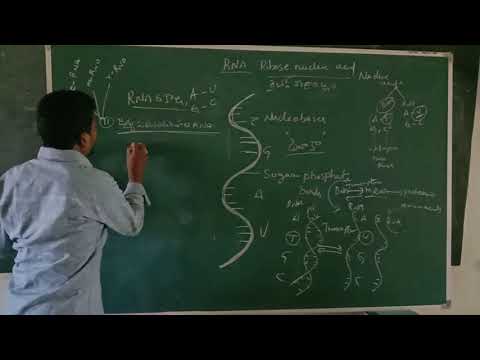 III B.Sc Zoology Sem V (E) RNA Structure, Types and Functions RNA నిర్మాణం, రకాలు మరియు విధులు.