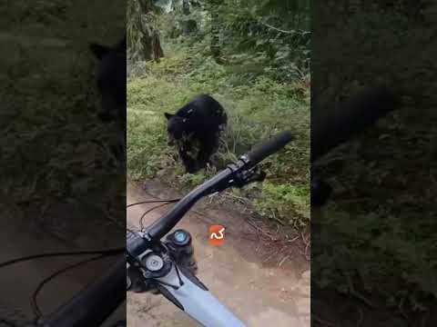 دوچرخه سوار وسط جنگل با خرس سیاه روبه رو شد لحظه واقعی و نفس گیر