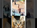 tailend #trending #funny #ytshorts #subscribe #subscribemychannel