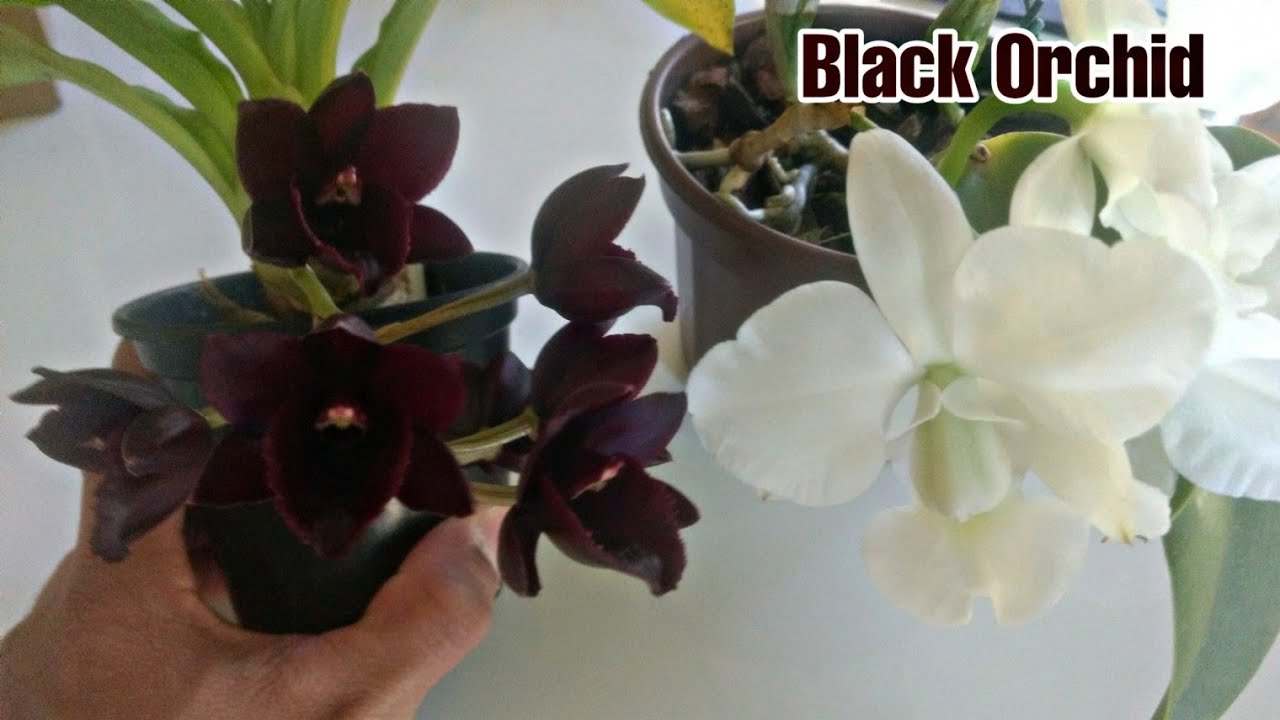 Você conhece a orquídea Negra? Conheça nesse vídeo! - thptnganamst.edu.vn