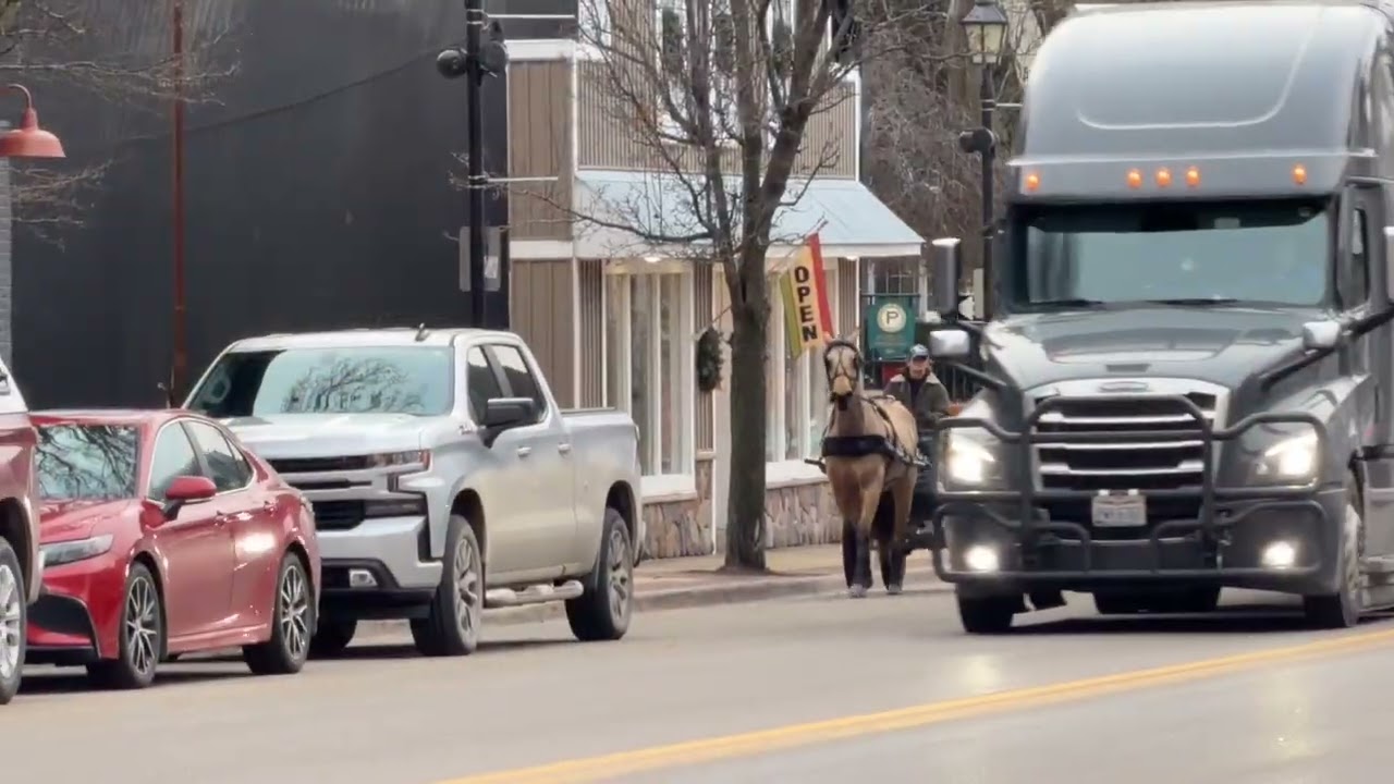 Hondo Friesian Morgan Gelding Rides And Drives