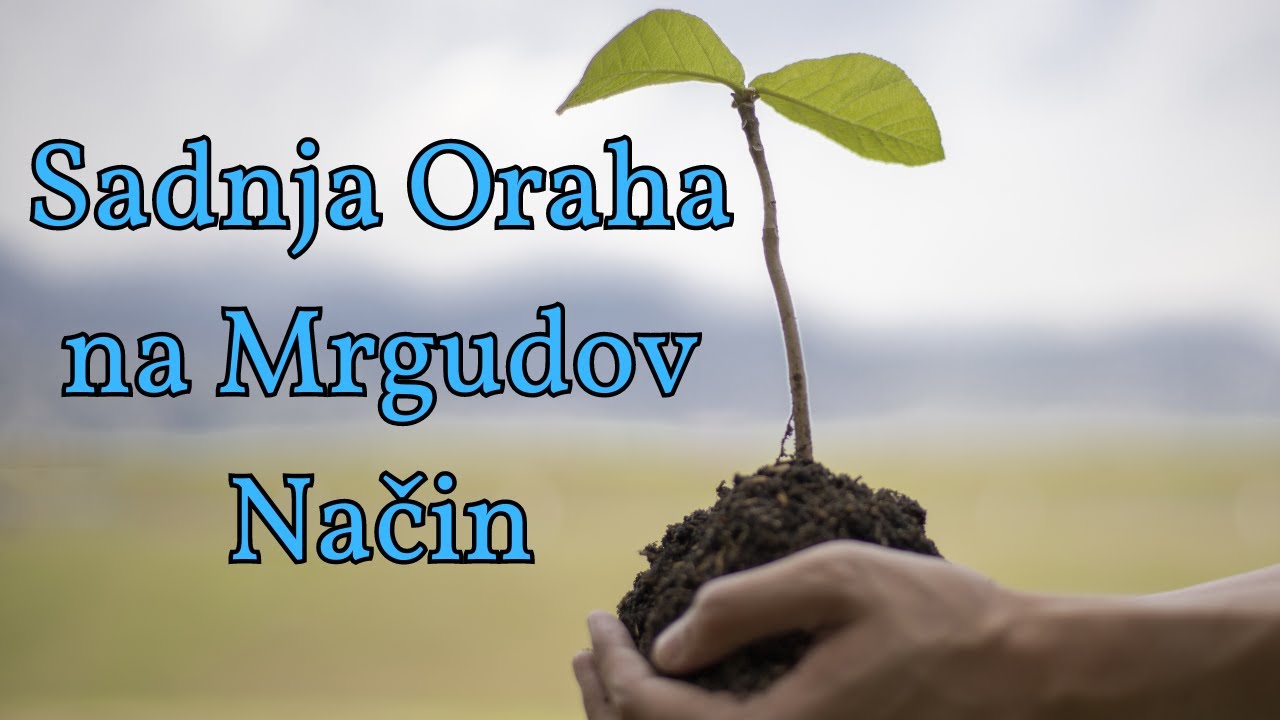 Sadnja Oraha na Mrgudov Način (Uputsvo za sadnju voća)