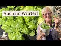 Damit du auch im Winter frisches Basilikum hast: Ohne kaufen