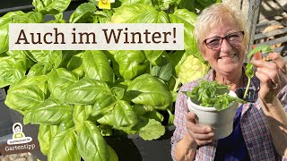 Damit Du Auch Im Winter Frisches Basilikum Hast Ohne Kaufen