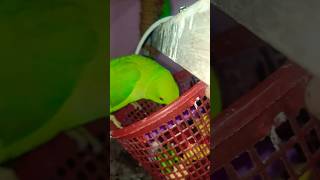 smart mitthu 🦜🦜 #nonstoptalkingparrot #talkingparot