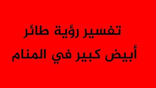 تفسير رؤية طائر أبيض كبير في المنام